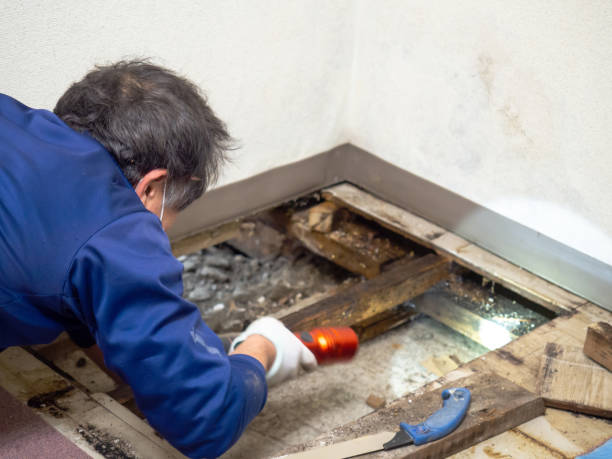 Best Mold Damage Repair  in Cedville, AR