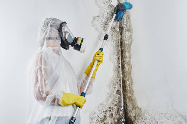 Crawl Space Mold Removal in Cedarville, AR