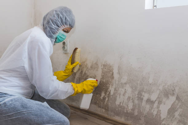 Best Emergency Mold Removal  in Cedville, AR