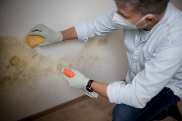 Best Residential Mold Removal  in Cedville, AR