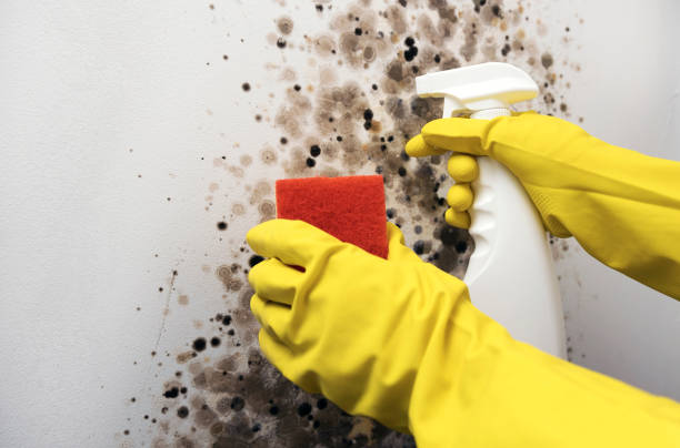 Best Fast Mold Removal  in Cedville, AR