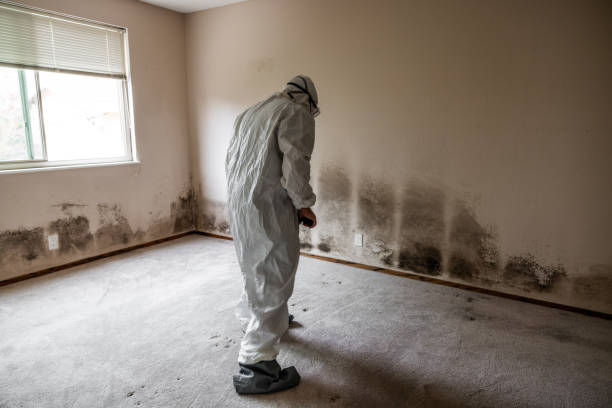 Best Mold Testing  in Cedville, AR