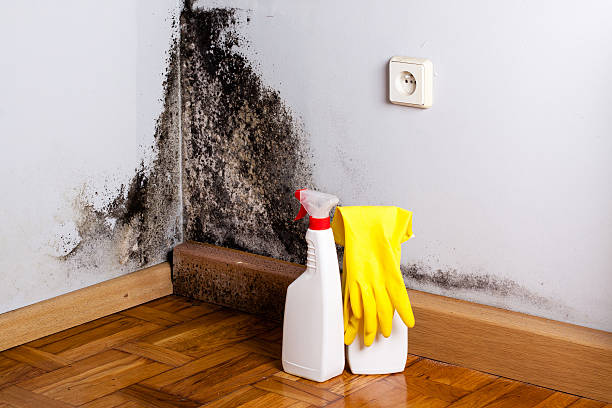 Best Mold Remediation Services  in Cedville, AR